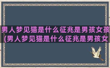 男人梦见猫是什么征兆是男孩女孩(男人梦见猫是什么征兆是男孩女孩)